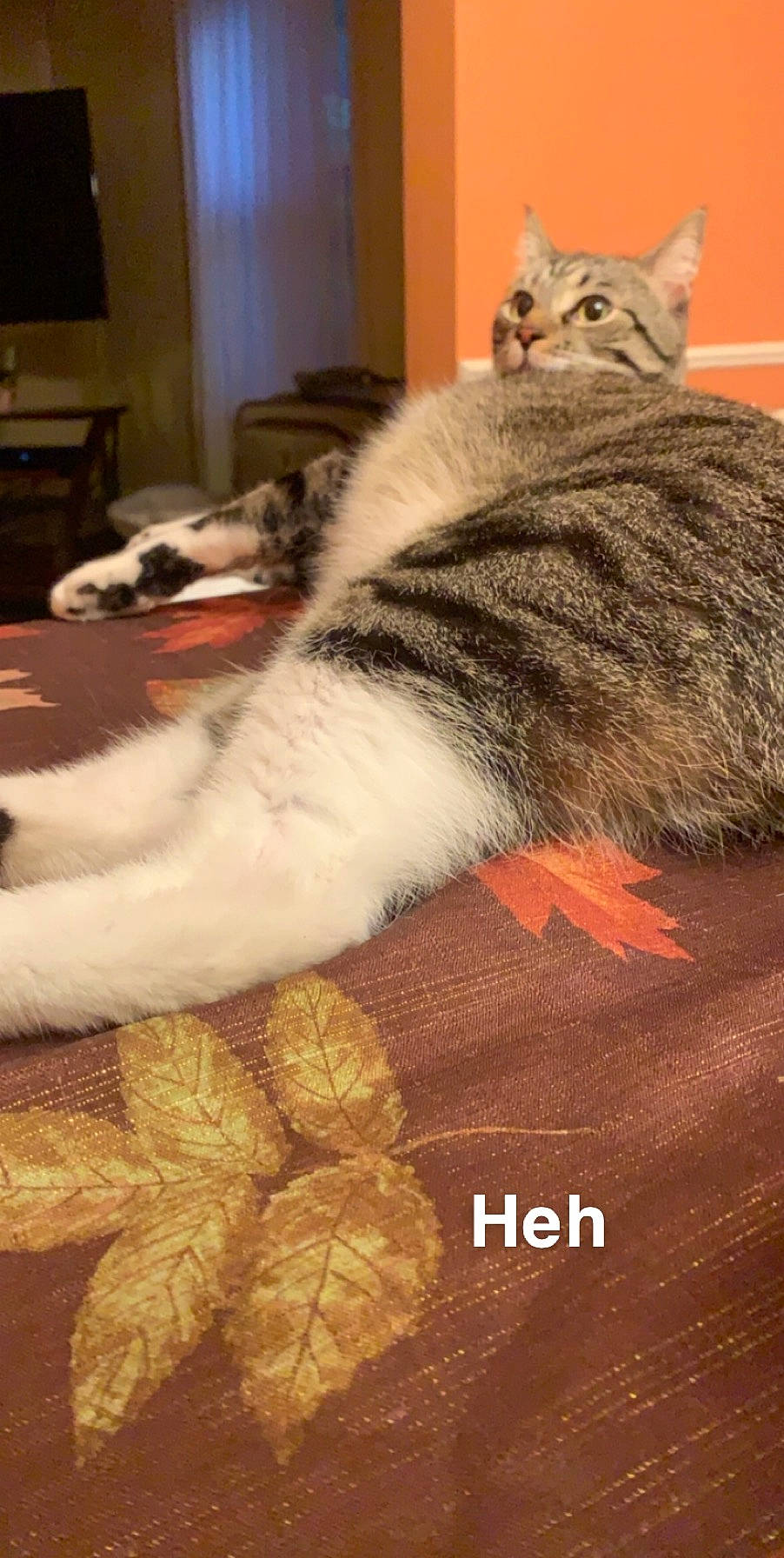 Caleb is registered to the contest to win money with this photo: aegean_cat, american_shorthair, asian, carnivore, cat, domestic_short_haired_cat, dragon_li, european_shorthair, felidae, fur, kitten, mammal, norwegian_forest_cat, paw, photo_caption, pixie_bob, small_to_medium_sized_cats, tabby_cat, tail, whiskers