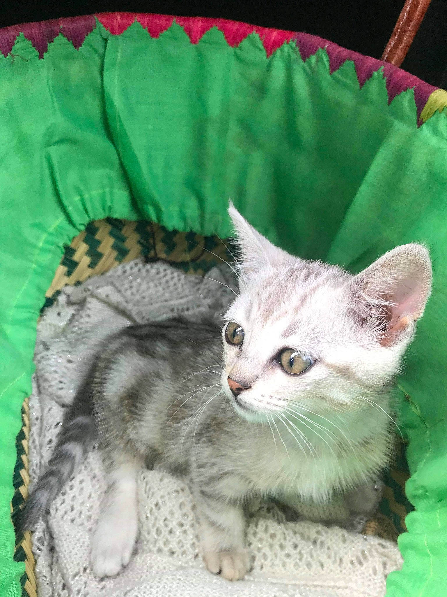 Payette a rejoint le concours — aidez-le/la à gagner de superbes lots ! american_shorthair, american_wirehair, asian, australian_mist, carnivore, cat, domestic_short_haired_cat, dragon_li, egyptian_mau, european_shorthair, felidae, german_rex, kitten, mammal, ocicat, pixie_bob, small_to_medium_sized_cats, tabby_cat, vertebrate, whiskers