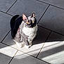 Dixie a rejoint le concours — aidez-le/la à gagner de superbes lots ! cat, black_and_white, yellow_eyes, sitting, tiled_floor, sunlight, shadow, pet, animal, indoor, fur, whiskers, cute, domestic_cat, relaxed, alert, floor_tiles, sunbeam, quiet, calm