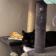 Dixie a rejoint le concours — aidez-le/la à gagner de superbes lots ! animal, black_cat, cat, cat_tree, cozy, ears, eyes, feline, fur, home, indoor, pet, quiet, resting, scratching_post, shelf, striped_cloth, toy, whiskers, white_fur