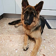 Oris a rejoint le concours — aidez-le/la à gagner de superbes lots ! carnivoran, dog, dog_breed, dog_breed_group, dog_like_mammal, east_european_shepherd, german_shepherd_dog, king_shepherd, kunming_wolfdog, old_german_shepherd_dog, shiloh_shepherd_dog, snout, tervuren