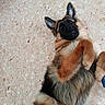 Oris a rejoint le concours — aidez-le/la à gagner de superbes lots ! carnivoran, dog, dog_breed, dog_breed_group, dog_like_mammal, fur, german_shepherd_dog, puppy, snout, street_dog