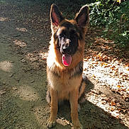 Oris Du Grand Ouest participe au concours pour gagner de l'argent avec cette photo : carnivoran, dog, dog_breed, dog_breed_group, dog_like_mammal, east_european_shepherd, german_shepherd_dog, king_shepherd, kunming_wolfdog, old_german_shepherd_dog, shiloh_shepherd_dog, snout