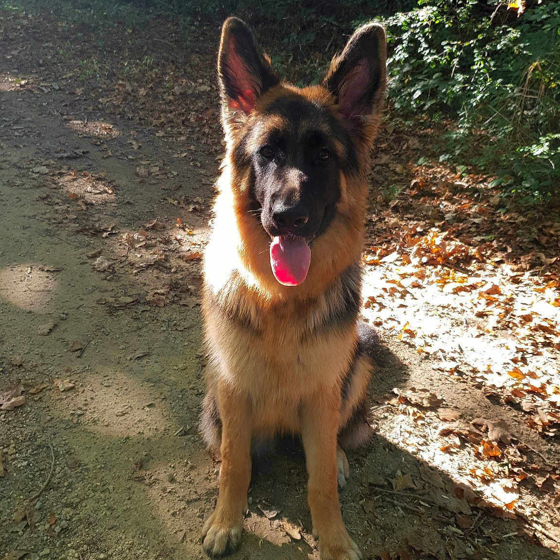 Oris Du Grand Ouest participe au concours pour gagner de l'argent avec cette photo : carnivoran, dog, dog_breed, dog_breed_group, dog_like_mammal, east_european_shepherd, german_shepherd_dog, king_shepherd, kunming_wolfdog, old_german_shepherd_dog, shiloh_shepherd_dog, snout