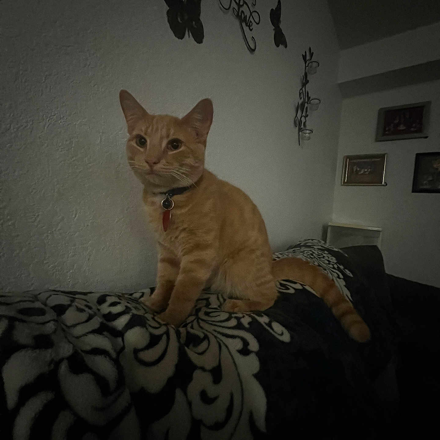Ollie is registered to the contest to win money with this photo: animal, blanket, butterfly, cat, collar, couch, cozy, curious, domestic, feline, framed_picture, furniture, home, indoor, low_light, orange_tabby, patterned, pet, sitting, wall_decor