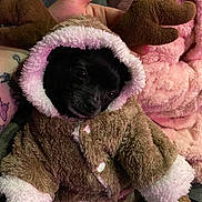 Tiny joined the competition — help win amazing prizes! dog, black_dog, reindeer_costume, antlers, fluffy, cute, pet, animal, hand, tattoo, pink_blanket, cozy, snug, small_dog, costume, fur, portrait, indoors, sleepy, soft_texture