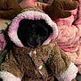 dog, black_dog, reindeer_costume, antlers, fluffy, cute, pet, animal, hand, tattoo, pink_blanket, cozy, snug, small_dog, costume, fur, portrait, indoors, sleepy, soft_texture