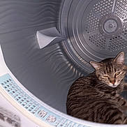 Rio participe au concours pour gagner de l'argent avec cette photo : cat, tabby, washing_machine, metal, indoor, pet, animal, curious, fur, machine, appliance, home, domestic, resting, confused, round, gray, striped, closeup, comfort