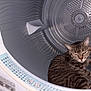 cat, tabby, washing_machine, metal, indoor, pet, animal, curious, fur, machine, appliance, home, domestic, resting, confused, round, gray, striped, closeup, comfort