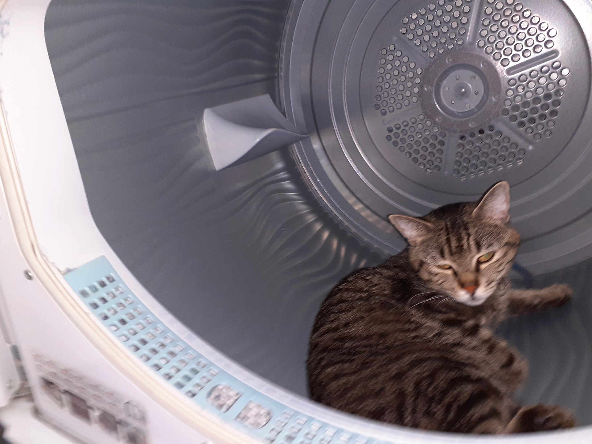 Rio participe au concours pour gagner de l'argent avec cette photo : cat, tabby, washing_machine, metal, indoor, pet, animal, curious, fur, machine, appliance, home, domestic, resting, confused, round, gray, striped, closeup, comfort