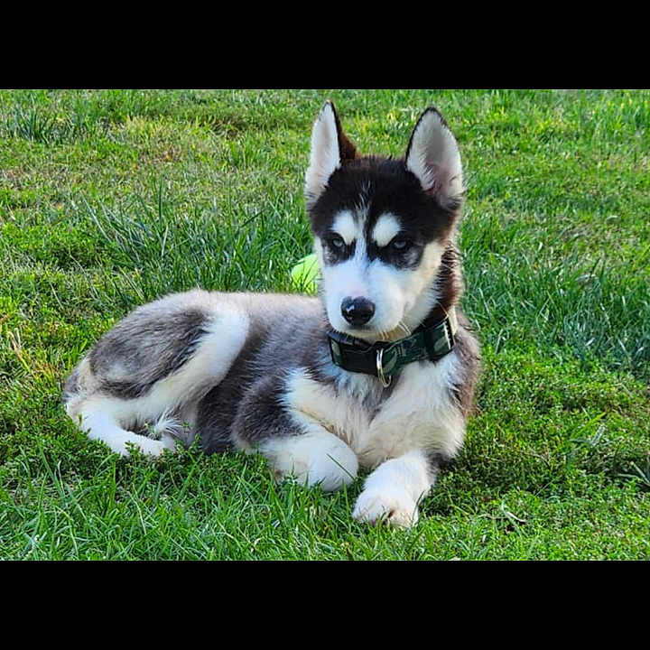 Chopper joined the competition — help win amazing prizes! animal, ball, canine, dog, eskimodog, field, football, grass, grassland, husky, lawn, nature, outdoors, pet, plant, puppy, soccer, sport, tennis, tennisball