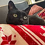 animal, black_cat, blanket, cat, close_up, cozy, cushion, ears, eyes, feline, home, indoor, pattern, pet, red, relaxed, resting, sofa, whiskers, white