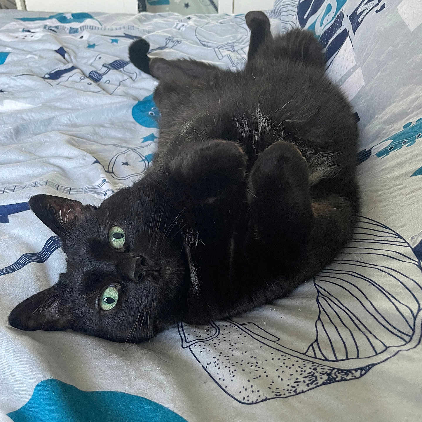Kiara a rejoint le concours — aidez-le/la à gagner de superbes lots ! animal, bed, bedding, black_cat, cat, close_up, comfortable, cute, domestic_animal, feline, fur, green_eyes, household, indoor, lying_down, pet, playful, relaxed, resting, whiskers