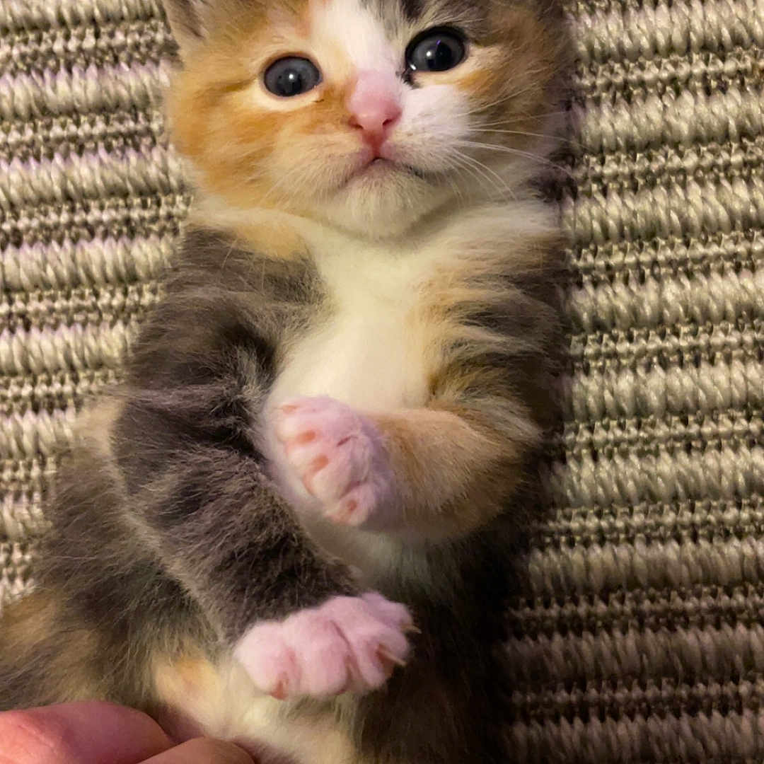 Edden participe au concours pour gagner de l'argent avec cette photo : abyssinian, animal, bodypart, cat, finger, hand, kitten, manx, person, pet, siamese