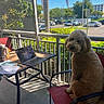Winston James is registered to the contest to win money with this photo: dog, chair, table, laptop, paper, pen, balcony, outdoor, sunlight, plant, greenery, car, parking_lot, building, sky, shadow, fence, workstation, pet, red_chair