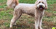 Winston James is registered to the contest to win money with this photo: dog, grass, outdoor, pet, playing, tennis_ball, happy, curly_fur, canine, nature, animal, field, smiling, fur, mammal, friendly, standing, brown, green, daytime