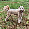 dog, grass, outdoor, pet, playing, tennis_ball, happy, curly_fur, canine, nature, animal, field, smiling, fur, mammal, friendly, standing, brown, green, daytime