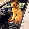 Winston James joined the competition — help win amazing prizes! dog, golden_doodle, car, driver_seat, leather_seat, steering_wheel, interior, white_car, brown_seat, night, pet, animal, fluffy, sitting, vehicle, dashboard, window, door, parked, cute