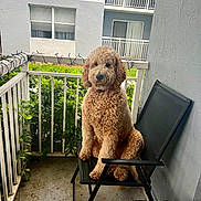Winston James is registered to the contest to win money with this photo: dog, curly_fur, chair, balcony, railing, greenery, apartment, outdoor, pet, black_chair, fence, urban, seat, canine, sidewalk, residential, window, plant, fur, domestic_animal