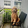 dog, curly_fur, chair, balcony, railing, greenery, apartment, outdoor, pet, black_chair, fence, urban, seat, canine, sidewalk, residential, window, plant, fur, domestic_animal