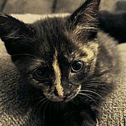 Shiela joined the competition — help win amazing prizes! adorable, animal, cat, close_up, curious, cute, ears, eyes, face, fur, indoor, kitten, mammal, pet, resting, soft_focus, texture, tortoiseshell, whiskers, young