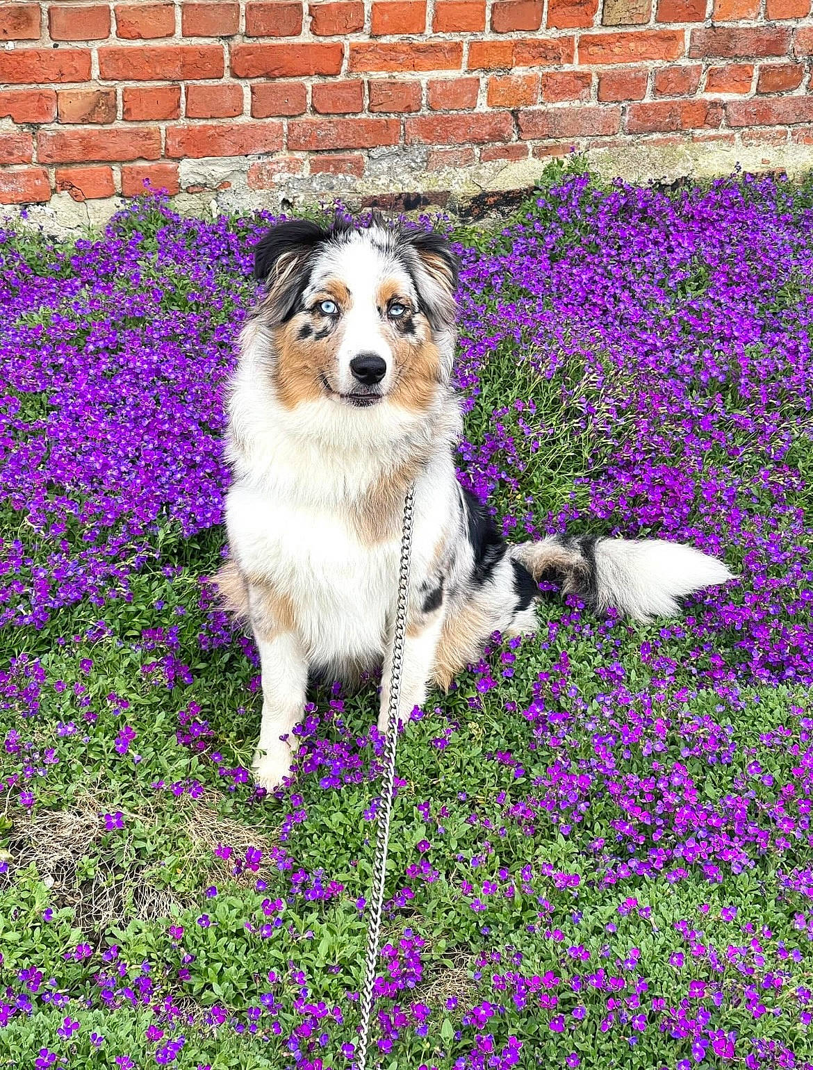 Joy participe au concours pour gagner de l'argent avec cette photo : art, blue, brick, brickwork, carnivore, collie, companion_dog, dog, dog_breed, flower, flowering_plant, grass, herbaceous_plant, herding_dog, lavender, people_in_nature, petal, plant, purple, sporting_group