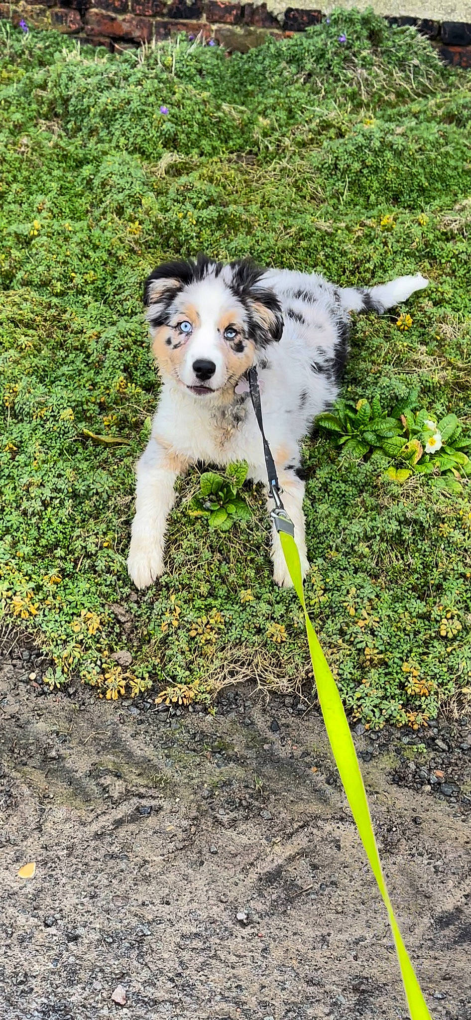 Joy a rejoint le concours — aidez-le/la à gagner de superbes lots ! ancient_dog_breeds, carnivore, companion_dog, dog, dog_breed, dog_supply, grass, groundcover, plant, soil, sporting_group, tail, terrestrial_animal, terrier, working_animal, working_dog