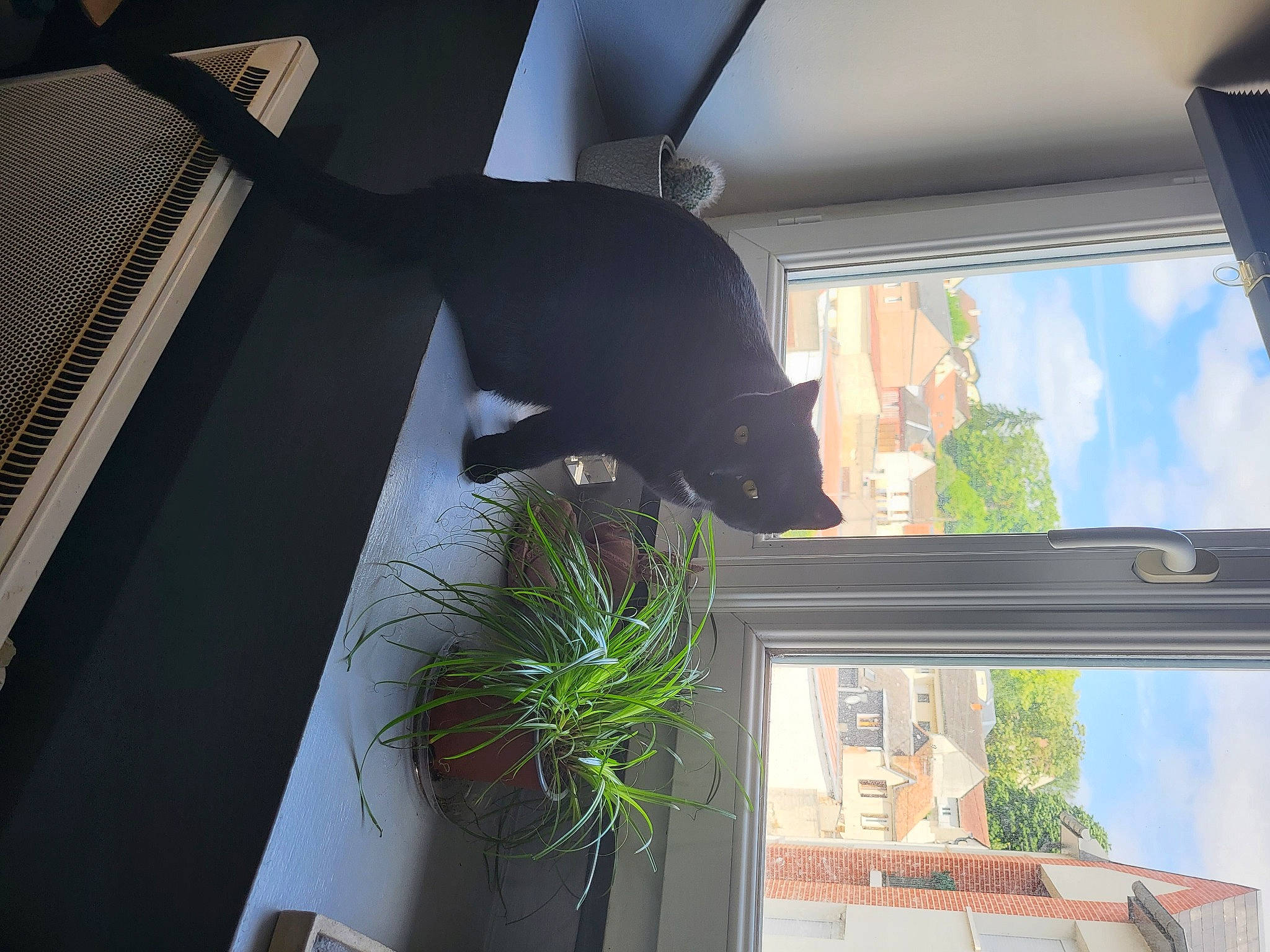 Thalie participe au concours pour gagner de l'argent avec cette photo : building, cloud, facade, flowerpot, glass, grass, herb, houseplant, line, plant, room, sash_window, shade, sky, tail, terrestrial_plant, tints_and_shades, tree, window, wood