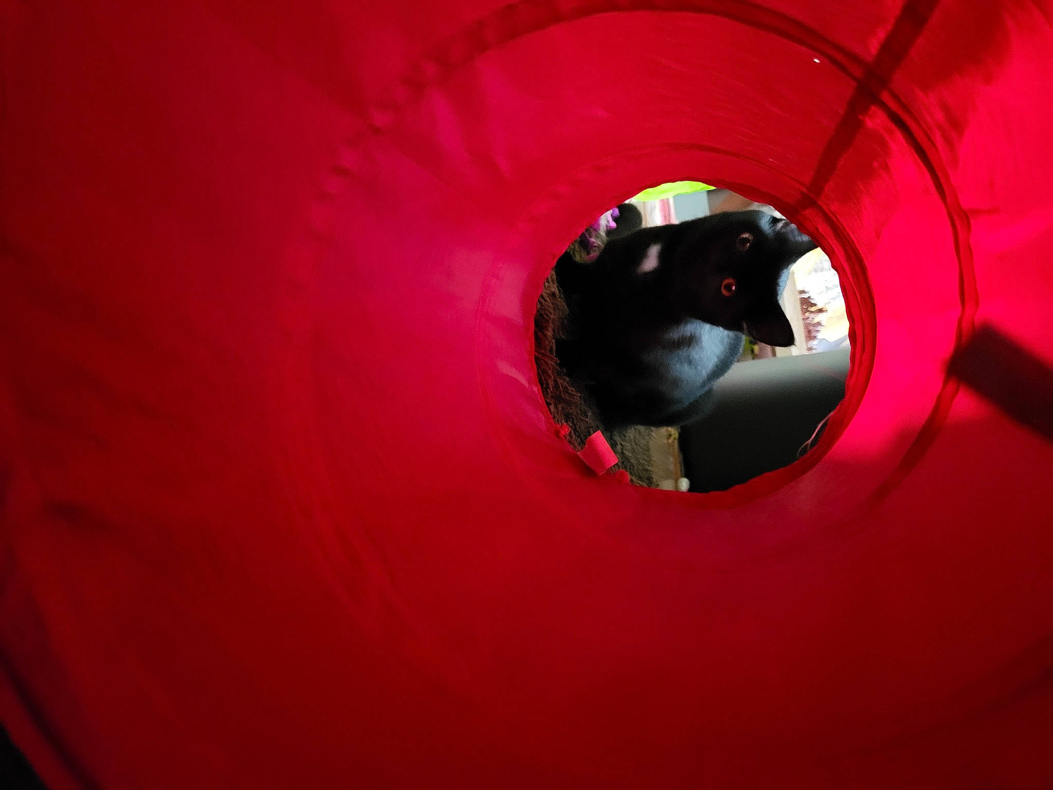 Thalie participe au concours pour gagner de l'argent avec cette photo : art, auto_part, automotive_lighting, automotive_wheel_system, ball, carmine, circle, electric_blue, eye, graphics, helmet, macro_photography, magenta, musical_instrument, personal_protective_equipment, rim, stairs, tints_and_shades