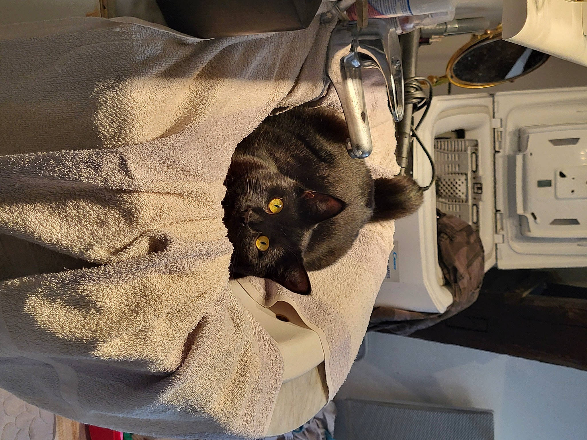 Thalie participe au concours pour gagner de l'argent avec cette photo : auto_part, automotive_design, automotive_exterior, bombay, carnivore, cat, claw, comfort, companion_dog, dog_breed, domestic_short_haired_cat, felidae, fur, linens, machine, sleeve, small_to_medium_sized_cats, toy_dog, vehicle_door, whiskers