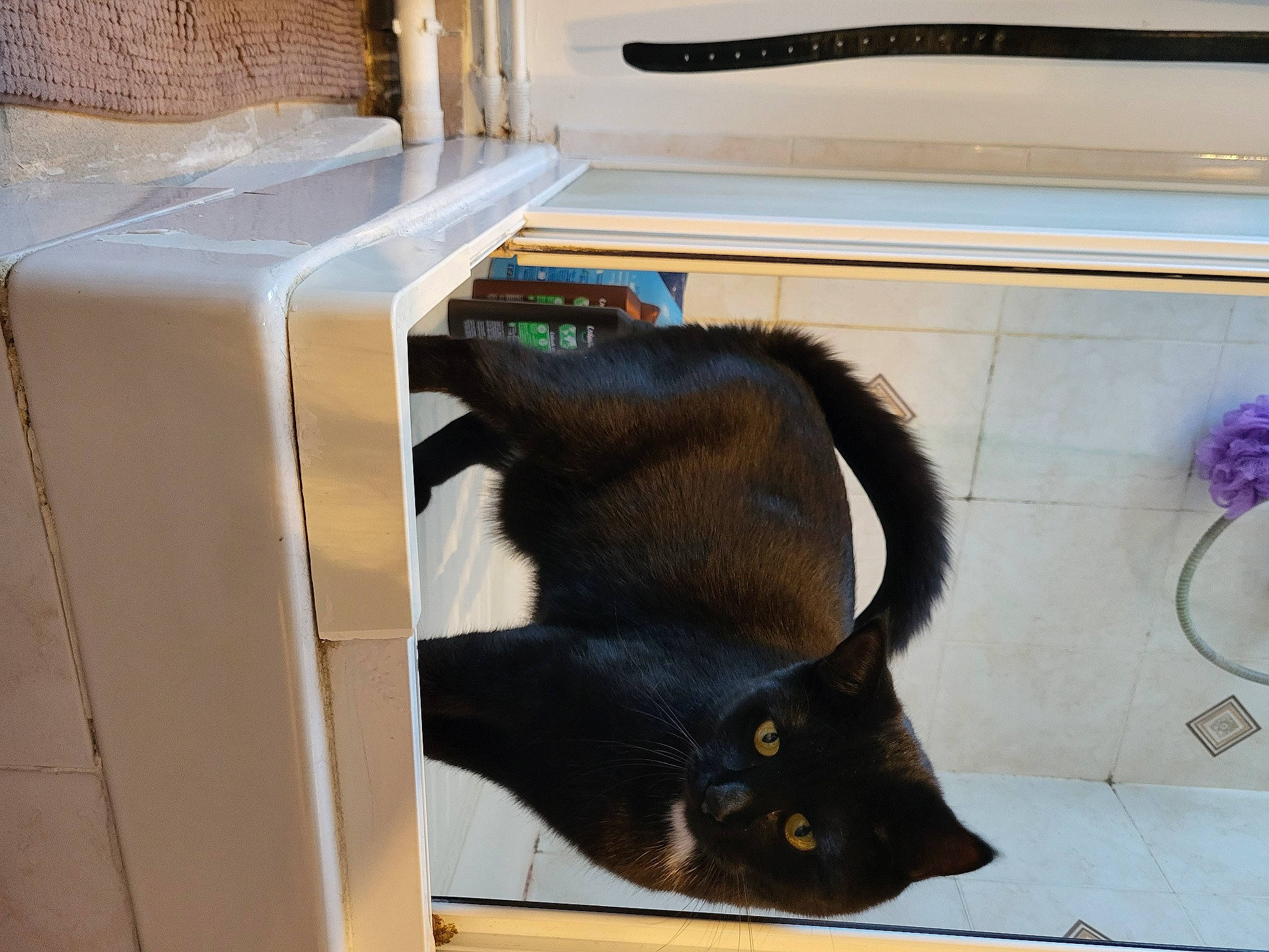 Thalie a rejoint le concours — aidez-le/la à gagner de superbes lots ! black_cat, bombay, box, canidae, carnivore, cat, cat_supply, claw, domestic_short_haired_cat, felidae, flooring, fur, natural_material, pet_supply, room, small_to_medium_sized_cats, snout, tail, terrestrial_animal, whiskers