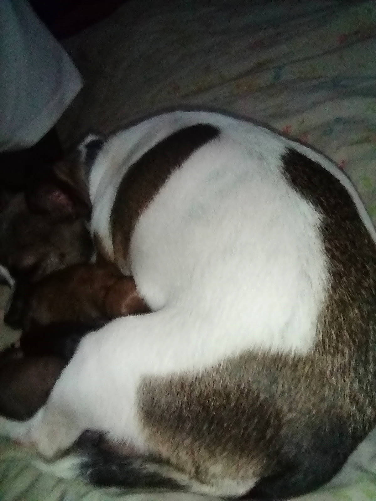 Angel is registered to the contest to win money with this photo: canidae, carnivore, cloud, comfort, companion_dog, dog, dog_breed, fawn, felidae, fur, nap, paw, sky, sleep, small_to_medium_sized_cats, tail, terrestrial_animal, whiskers, wood