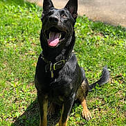 Nukk is registered to the contest to win money with this photo: animal, black_dog, canine, collar, daytime, dog, ears_up, friendly, grass, happy, nature, outdoor, park, pet, playful, sitting, summer, sunlight, tan_paws, tongue_out