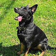 Nukk is registered to the contest to win money with this photo: dog, black_dog, tan_markings, grass, outdoor, pet, animal, collar, tongue_out, happy, sitting, sunlight, ears_up, nature, summer, playful, canine, green_grass, portrait, daytime