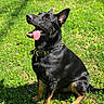 dog, black_dog, tan_markings, grass, outdoor, pet, animal, collar, tongue_out, happy, sitting, sunlight, ears_up, nature, summer, playful, canine, green_grass, portrait, daytime