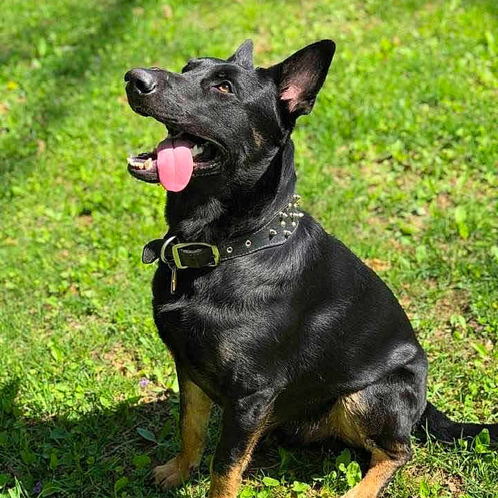 Nukk is registered to the contest to win money with this photo: dog, black_dog, tan_markings, grass, outdoor, pet, animal, collar, tongue_out, happy, sitting, sunlight, ears_up, nature, summer, playful, canine, green_grass, portrait, daytime