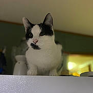 Dotty joined the competition — help win amazing prizes! cat, black_and_white, indoor, pet, curious, feline, whiskers, ears, nose, fur, animal, domestic, closeup, sitting, looking, household, appliance, background_blur, mammal, portrait