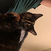 Stella joined the competition — help win amazing prizes! cat, tortoiseshell, pet, animal, indoor, curious, wide_eyes, fur, whiskers, ears, person, arm, shirt, green_shirt, wall, beige_wall, close_up, portrait, domestic_cat, feline