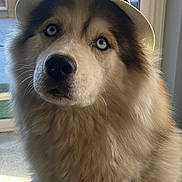 Fiona a rejoint le concours — aidez-le/la à gagner de superbes lots ! dog, hat, fedora, blue_eyes, fluffy, indoor, carpet, hand, collar, pet, portrait, canine, animal, furry, closeup, domestic, cute, looking_up, light, gentle