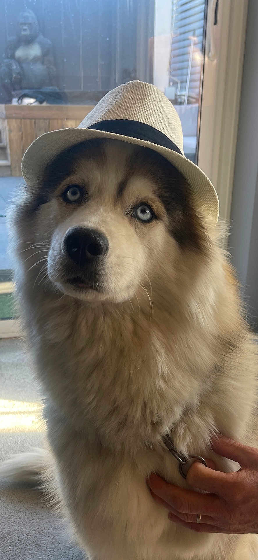 Fiona a rejoint le concours — aidez-le/la à gagner de superbes lots ! dog, hat, fedora, blue_eyes, fluffy, indoor, carpet, hand, collar, pet, portrait, canine, animal, furry, closeup, domestic, cute, looking_up, light, gentle