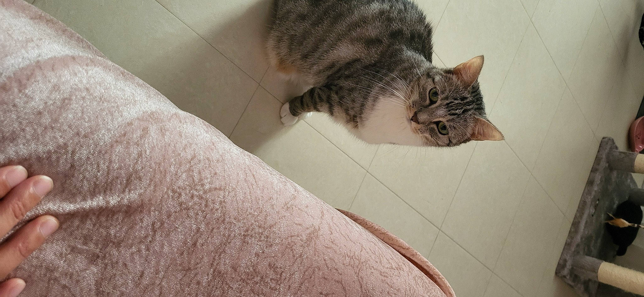 Evie a rejoint le concours — aidez-le/la à gagner de superbes lots ! carnivore, cat, chest, claw, comfort, domestic_short_haired_cat, elbow, felidae, flesh, flooring, fur, grey, human_leg, paw, small_to_medium_sized_cats, tail, terrestrial_animal, whiskers