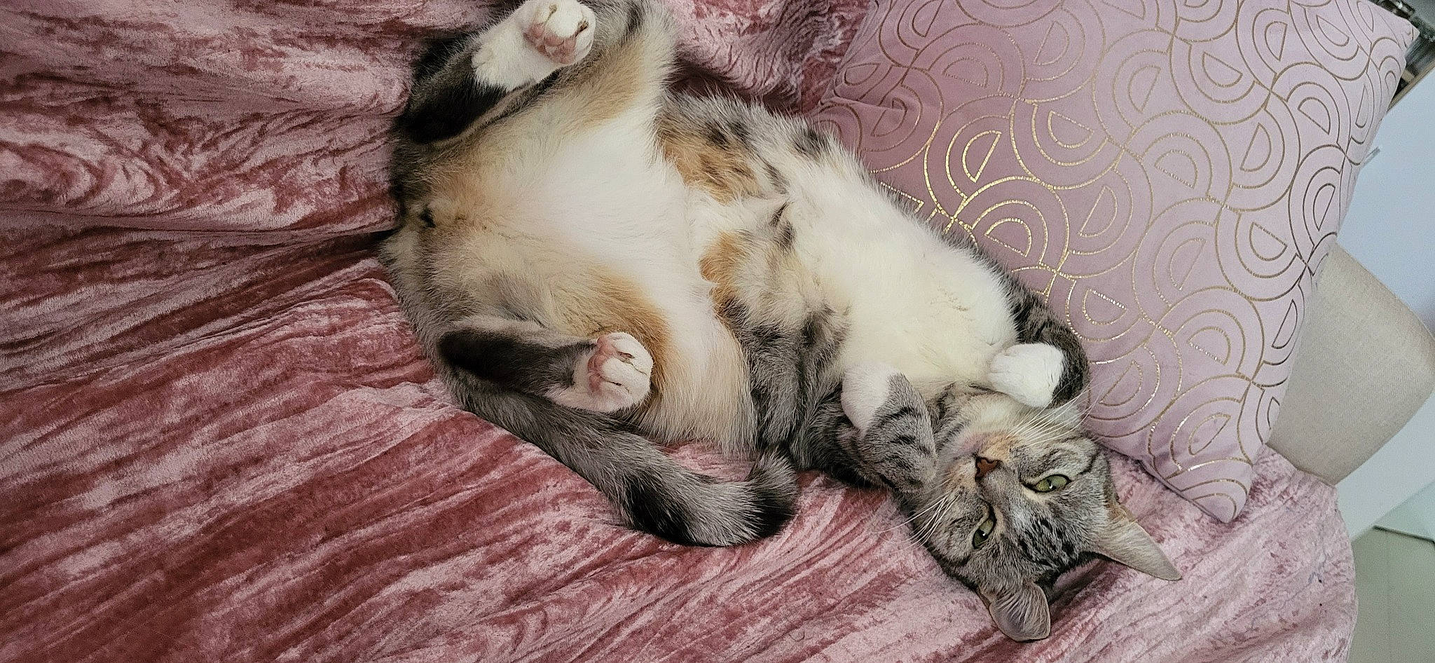 Evie a rejoint le concours — aidez-le/la à gagner de superbes lots ! carnivore, cat, claw, comfort, dog_breed, domestic_short_haired_cat, fawn, felidae, fur, grey, hardwood, nap, paw, sleep, small_to_medium_sized_cats, tail, terrestrial_animal, whiskers, wood