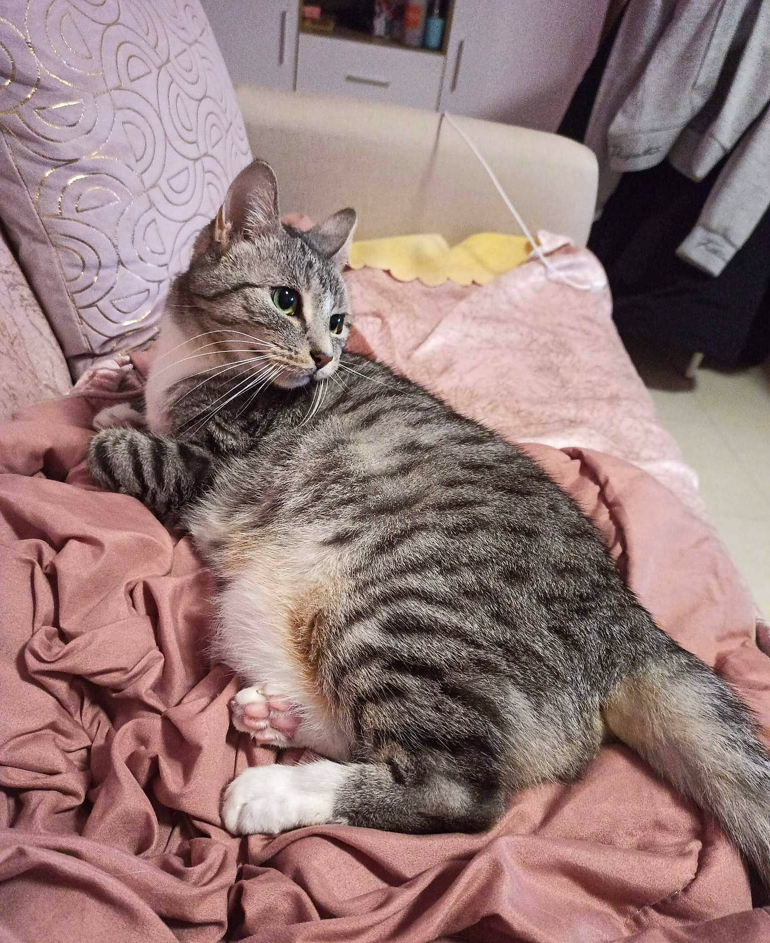 Evie participe au concours pour gagner de l'argent avec cette photo : bed, carnivore, cat, claw, comfort, domestic_short_haired_cat, felidae, fur, grey, linens, nap, pattern, paw, room, small_to_medium_sized_cats, snout, tail, terrestrial_animal, whiskers