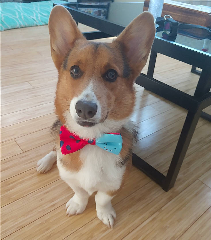 Coda joined the competition — help win amazing prizes! canidae, cardigan_welsh_corgi, carnivore, carolina_dog, companion_dog, corgi_chihuahua, dog, dog_breed, ear, mammal, pembroke_welsh_corgi, puppy, rare_breed_dog, snout, vertebrate, welsh_corgi, whiskers
