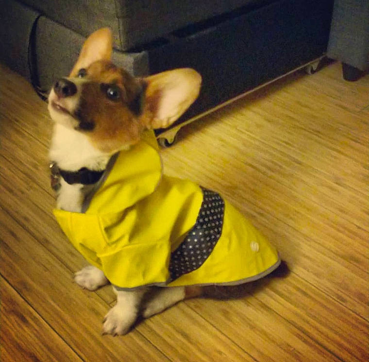 Coda is registered to the contest to win money with this photo: canidae, cardigan_welsh_corgi, carnivore, chihuahua, companion_dog, corgi_chihuahua, dog, dog_breed, dog_clothes, dog_supply, fawn, mammal, miniature_fox_terrier, outerwear, pembroke_welsh_corgi, puppy, snout, tail, tenterfield_terrier, welsh_corgi