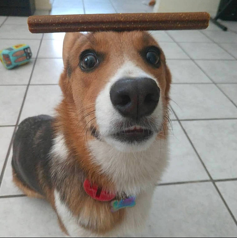 Coda is registered to the contest to win money with this photo: canidae, cardigan_welsh_corgi, carnivore, companion_dog, corgi_chihuahua, dog, dog_breed, mammal, nose, pembroke_welsh_corgi, rare_breed_dog, snout, street_dog, vertebrate, welsh_corgi, whiskers