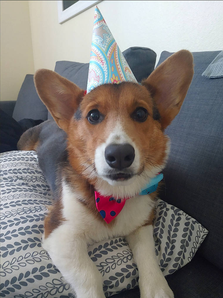 Coda is registered to the contest to win money with this photo: canidae, cardigan_welsh_corgi, carnivore, carolina_dog, companion_dog, corgi_chihuahua, dog, dog_breed, mammal, miniature_fox_terrier, norwegian_lundehund, pembroke_welsh_corgi, rare_breed_dog, rat_terrier, snout, teddy_roosevelt_terrier, tenterfield_terrier, vertebrate, welsh_corgi