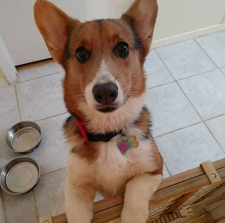 Coda is registered to the contest to win money with this photo: ancient_dog_breeds, canaan_dog, canidae, cardigan_welsh_corgi, carnivore, carolina_dog, companion_dog, corgi_chihuahua, dog, dog_breed, fawn, mammal, norwegian_lundehund, pembroke_welsh_corgi, rare_breed_dog, snout, vertebrate, welsh_corgi, whiskers