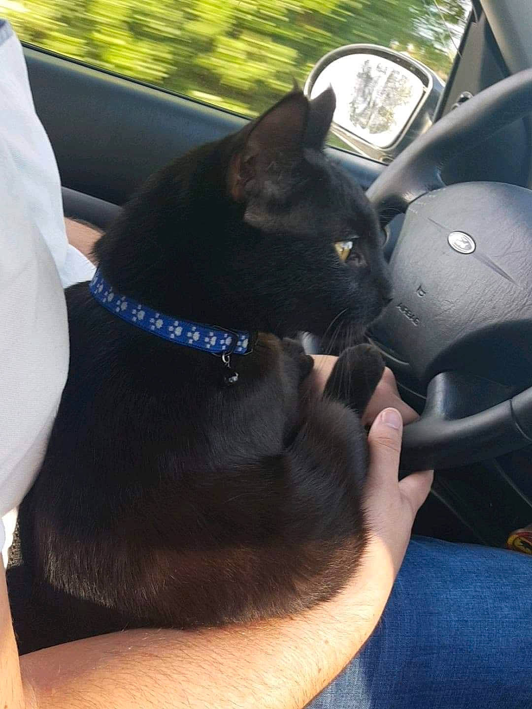 Caly participe au concours pour gagner de l'argent avec cette photo : black, black_cat, bombay, car, carnivore, cat, domestic_short_haired_cat, ear, felidae, small_to_medium_sized_cats, snout, steering_part, steering_wheel, whiskers, window