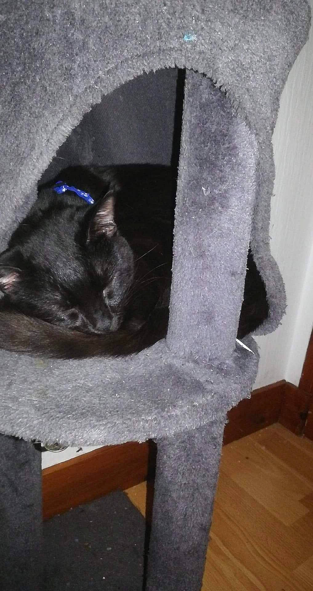 Caly participe au concours pour gagner de l'argent avec cette photo : black_cat, british_shorthair, cat, felidae, russian_blue, small_to_medium_sized_cats, tail